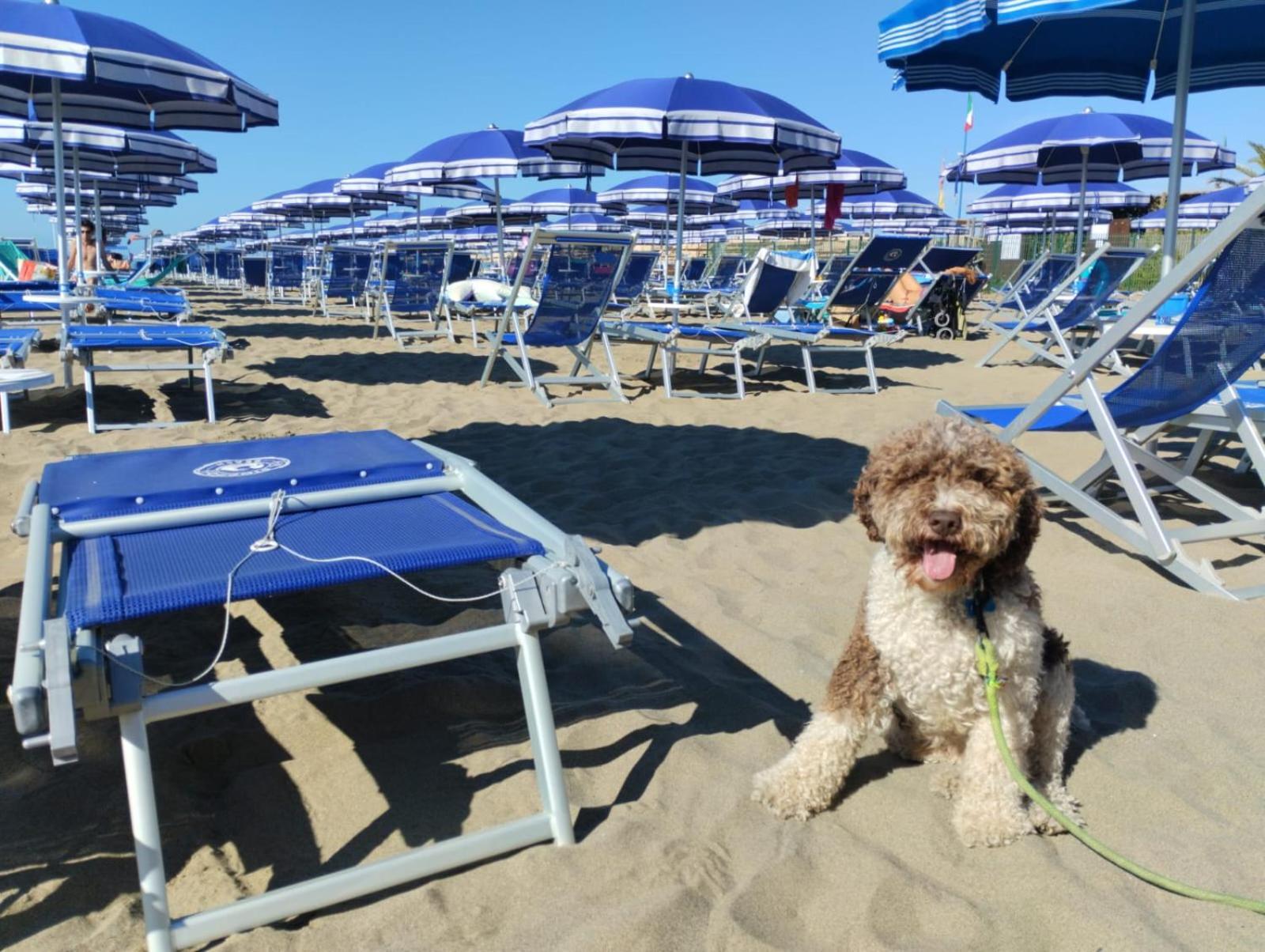 Hotel Casa Per Ferie Il Pioppo à Marina di Massa Extérieur photo